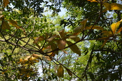 Madhuca bourdillonii